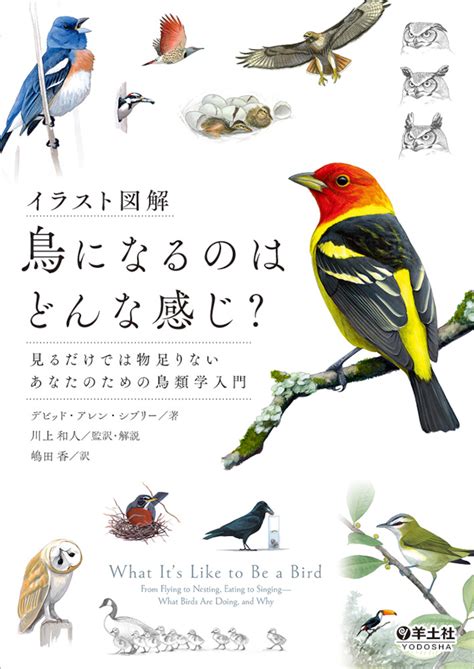 鳥種類|鳥類には、どんな種類の鳥がいるの？【最新40。